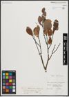 Foto von Salix appendiculata Vill. x Salix waldsteiniana Willd.